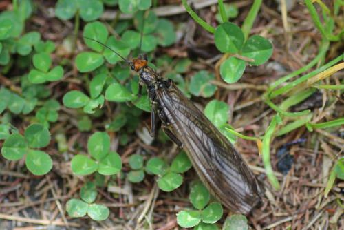 Perla grandis